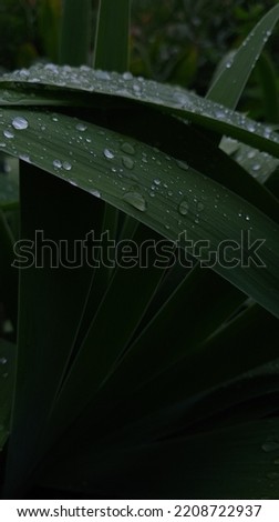 bright leaves in under the drops of rain