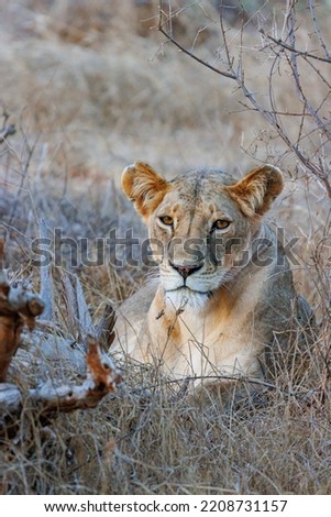 Lion relaxing in Amboseli National park Royalty-Free Stock Photo #2208731157