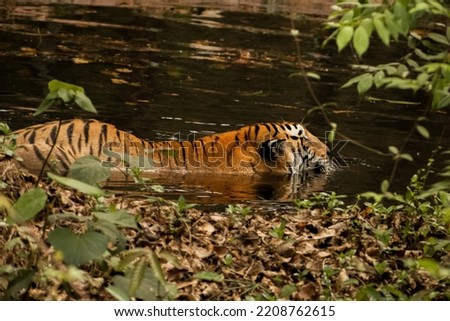 Beautiful Bengal tiger relaxing in forest pool, closeup shot.