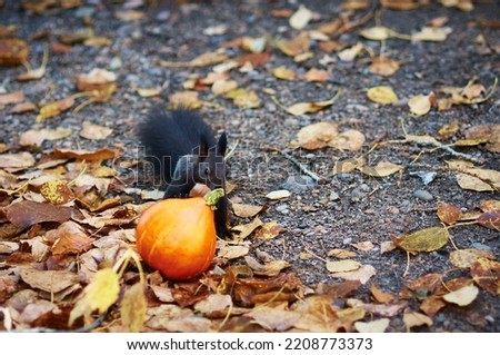 A black squirrel chews pumpkin pulp and seeds in a park on yellow autumn leaves. Halloween theme. Small orange vegetable. Selective focus.
