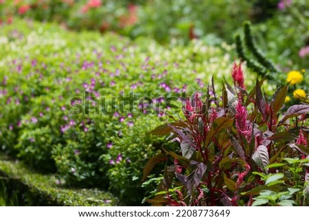 The background of multicolored flowers in a garden of various types of flowers waking up next to each other to create a beautiful group.