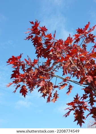 red maple at autumn in city park