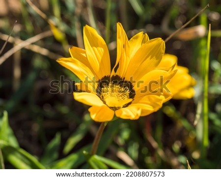 Close up of a Gazania flower. African daisy with bright yellow petals and attractive brown marking. Selective focus