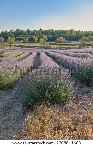 A lavender field in bloom on a sunny day.Straight lines, perpendicular and parallel lines, vanishing lines, trees. Colour, violet, smell,