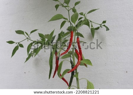 Chili peppers from Nahuatl chīlli are the berry fruit of plants from the genus Capsicum. members of the nightshade family Solanaceae. chilli plant is a multi-branched, semi-woody small shrub.  Royalty-Free Stock Photo #2208821221