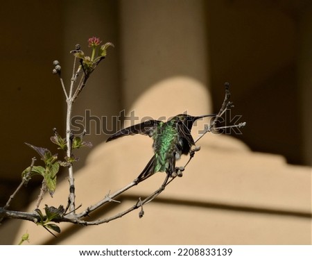 Hummingbird whispering on Tree. Sudden shot in Wild Park of Brazil