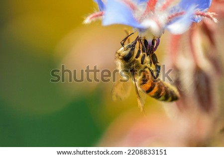 Closeup photo of a Honey bee collecting pollen and nectar from an orange Calendula flower in Spring