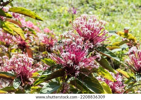 Beautiful Starburst Bush flowers in the park. Royalty-Free Stock Photo #2208836309