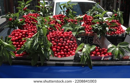 delicious big cherries set among leaves ready for sale