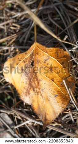 aspen, poplar, fallen yellow leaf