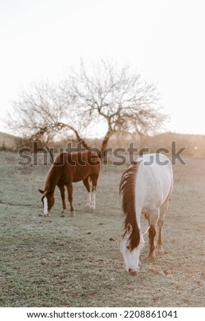 A vertical picture of two beautiful horses grazing against the sunlight