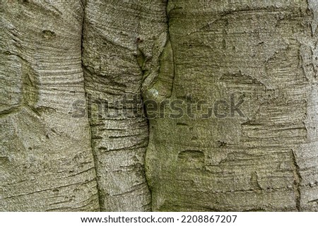 European beech tree bark (Fagus sylvatica L.)