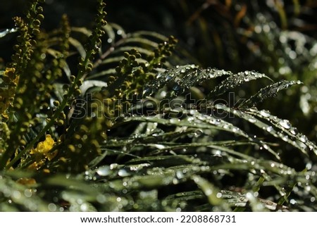 Thick water drops on broad green leaves seen in the early morning light. Green, calming, soothing nature background or wallpaper.