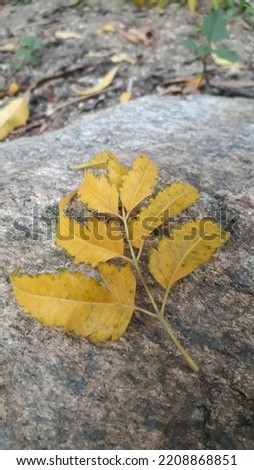 Yellow leaf on rock. beautiful yellow leaf picture. beauty of autumn. 