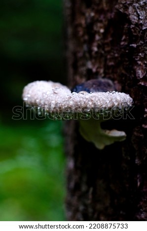 High-quality colorful photograph of a mushroom. Wallpaper with natural green background. Moss. Tree. Wild forest.