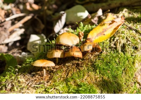 Sulfur tuft mushrooms growing on a tree with moss in the autumn forest Royalty-Free Stock Photo #2208875855