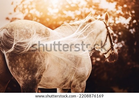 A rear view of a beautiful gray dappled horse with a long light tail fluttering in the wind on a sunny autumn evening in nature. Equestrian life. Royalty-Free Stock Photo #2208876169