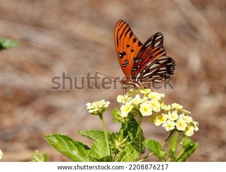 Bright and colorful close up of an orange gulf fritillary on a pale yellow flower in Hilton Head.             