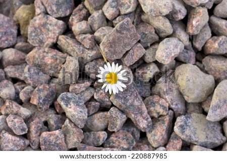 daisy flower which grows out of the rubble
