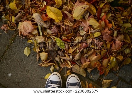 dry autumn leaves on an asphalt, seen from a personal perspective