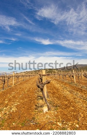 vineyards from different angles and the mountains and lush green meadows stretching behind