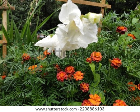 Photo of beautiful flowers in a flowerbed in Ukraine. Green grass. Flowerbed. City. Decorative elements.