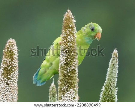 vernal hanging parrot in natural habitat
