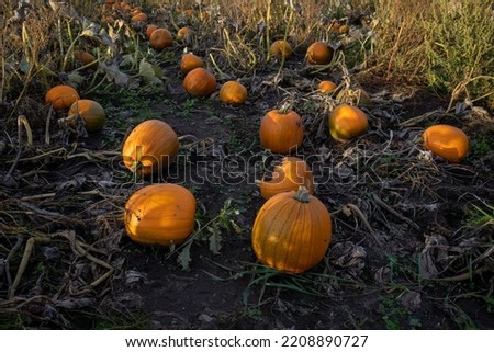 Halloween Pumpkin and winter squash