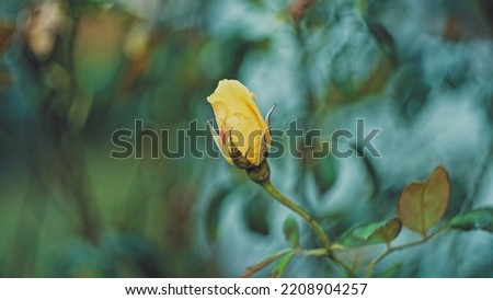Folded Yellow Rose Bud Parallax Royalty-Free Stock Photo #2208904257