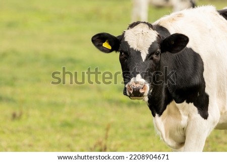 Close up portrait of the head of a Friesian Cow Royalty-Free Stock Photo #2208904671