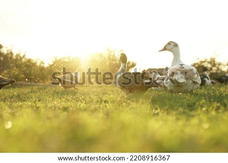 ducks on the background of the sunset. ducks in beautiful rays of light. green grass and ducks. Muscovy duck