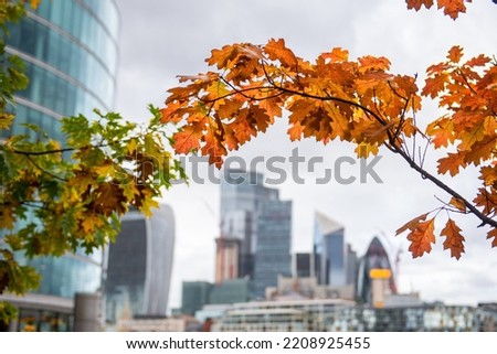 The picture of trees in Autumn season near the buildings