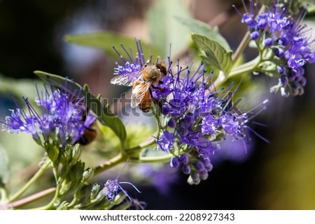 A honey bee on a bluebeard flower Royalty-Free Stock Photo #2208927343
