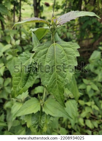 photo of the leaves of Chromolaena odorata. It is a woody plant and belongs to the Asteraceae family. This plant is also used for various medical needs. One of them heals wounds. Royalty-Free Stock Photo #2208934025
