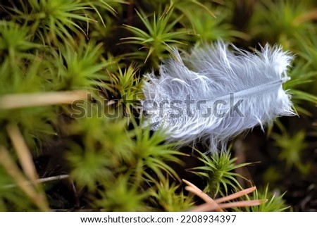 A close-up of a white fluffy feather with rain drops. The picture was taken in the forest and the feather is on green moss.