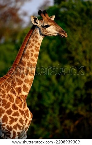 A giraffe getting ready to feed on the bush