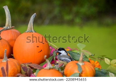 Black-headed Chickadee on a Pumpkin