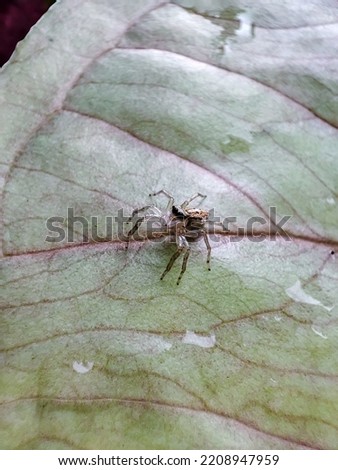 small spider camouflaged with leaf color