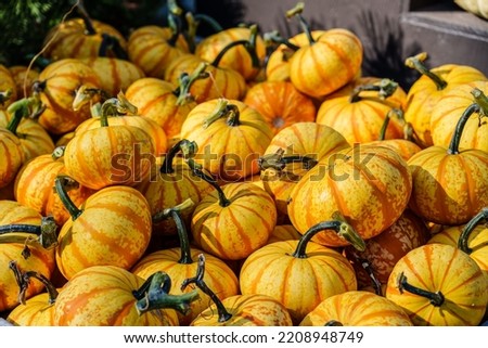 Fall - Pumpkins  Gourds on Display