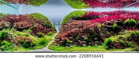image of underwater landscape nature forest style aquarium tank with a variety of aquatic plants inside. Royalty-Free Stock Photo #2208956641