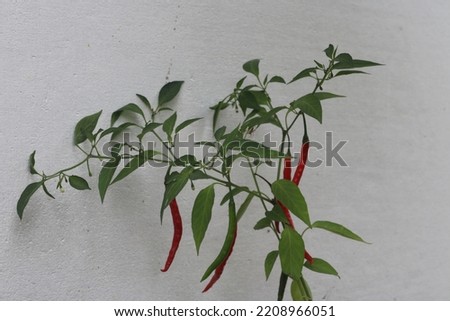 Chili peppers from Nahuatl chīlli are the berry fruit of plants from the genus Capsicum. members of the nightshade family Solanaceae. chilli plant is a multi-branched, semi-woody small shrub.  Royalty-Free Stock Photo #2208966051
