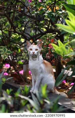 A cat sitting among the bush 