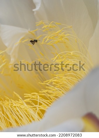 bees looking for food on dragon fruit flowers