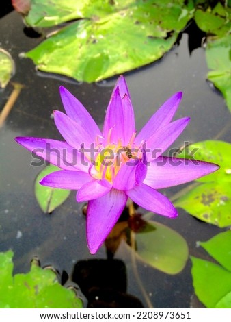 Lotus in garden of Thailand 