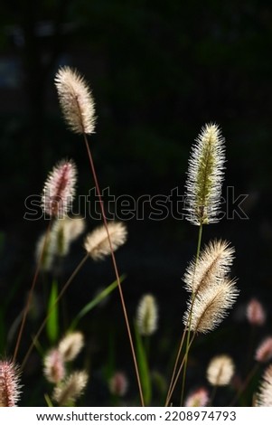 Green foxtail. Background material for close-up images.
