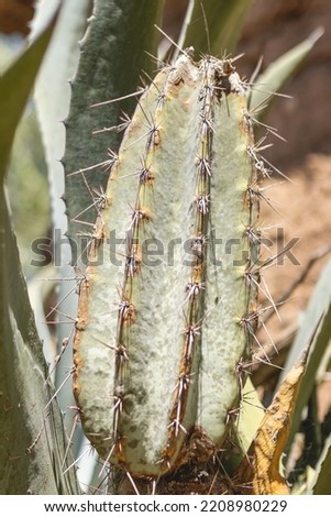 Cactus plant, species known as Pilosocereus polygonus (Lam.) Byles  G.D. Rowley, belongs to the plant family Cactaceae.
 Royalty-Free Stock Photo #2208980229