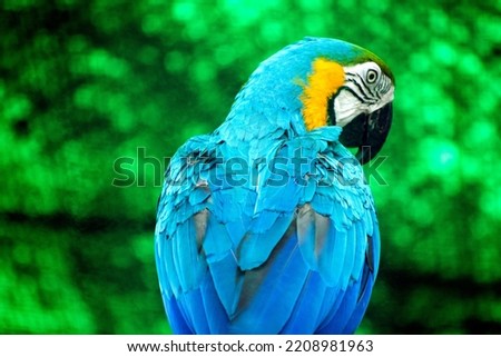 blue yellow parrot in zoo cage
