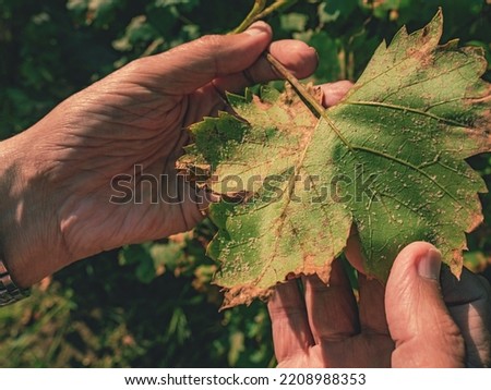 Winegrower examines a white aphid on the underside of a vine leaf. Yellowing leaves and ruined crop.