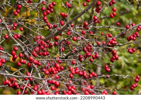 Branches with many Crataegus monogyna fruits Royalty-Free Stock Photo #2208990443