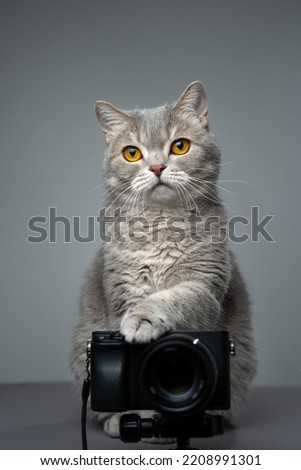 Cat with professional camera. Scottish straight cat